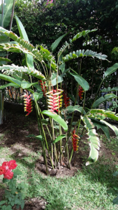 Flores en el jardín 